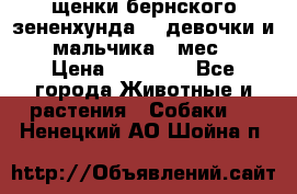 щенки бернского зененхунда. 2 девочки и 2 мальчика(2 мес.) › Цена ­ 22 000 - Все города Животные и растения » Собаки   . Ненецкий АО,Шойна п.